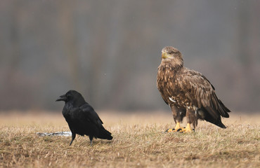 White tailed Eagle (Haliaeetus albicilla)