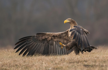 White tailed Eagle (Haliaeetus albicilla)
