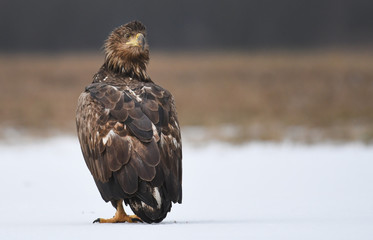 White tailed Eagle (Haliaeetus albicilla)