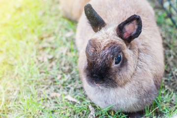 Cute Netherlands dwarf bunny on green grass with light effect