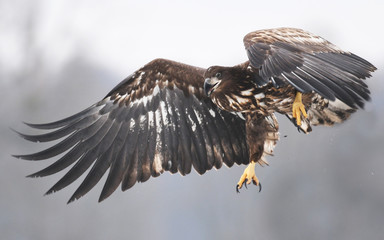 White tailed Eagle (Haliaeetus albicilla)