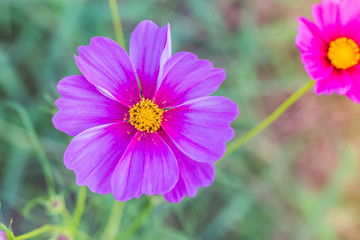 Obraz premium Beautiful cosmos flower in garden with sunlight