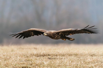 White tailed Eagle (Haliaeetus albicilla)