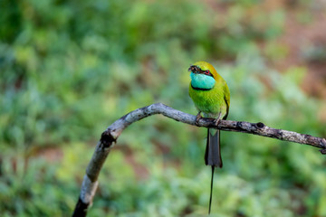 Green bee-eater or Merops orientalis