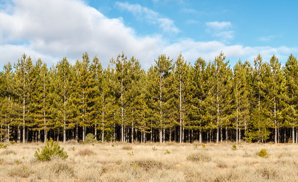 Bosque de Pino Negral, Resinero. Pinus pinaster. Pinar de Castrocontrigo, León, España.