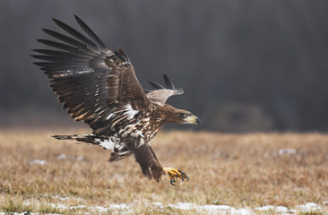 White tailed Eagle (Haliaeetus albicilla)