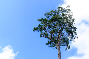 alone tree with blue sky