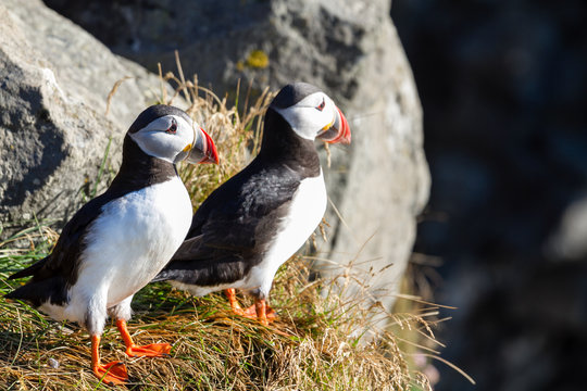 Macareux - Vik - Islande