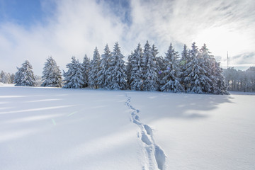 spuren im schnee