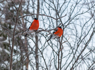 Two red bullfinches sit on a tree in snow in the winter.