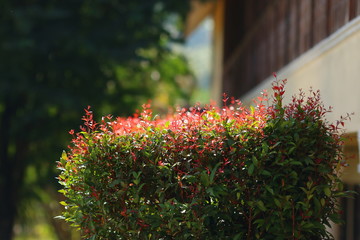 red and green leaves with sun light