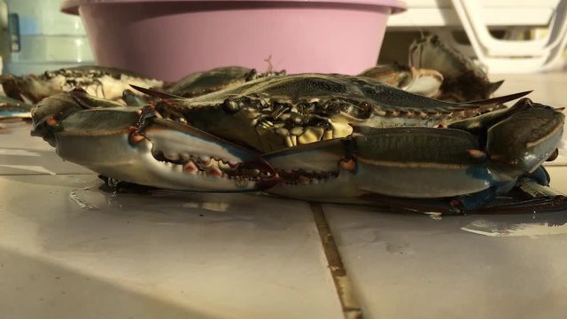 Blue Crab Menaces by Pincers and Blows Bubbles.