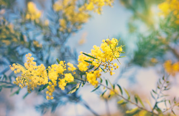 Fototapeta na wymiar Australian golden yellow spring wattle flowers
