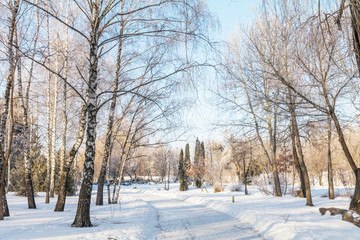 Winter landscape of frosty trees, white snow and blue sky