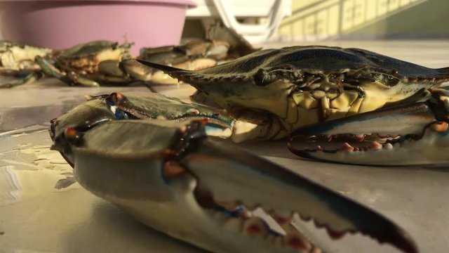 Big Blue Crab With Moving Cheliped, Claws, Legs.