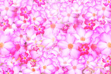 Desert rose flowers background, Beautyfull desert rose flower bl