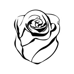 Sketch line drawing of rose isolated illustration on white backg