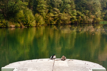Two mallard ducks near lake - calm scene