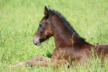 The  foal lies in the grass