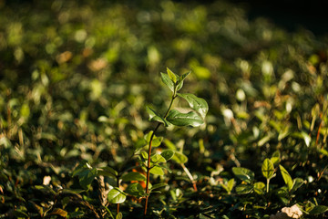 Green colorful young branches of rose bush on a beautiful natural background with bokeh
