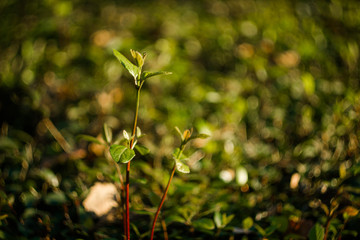 Green colorful young branches of rose bush on a beautiful natural background with bokeh
