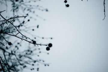 tree bare branches with prickly fruit silhouette on a blue sky background