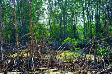 this image is about forest in thailand