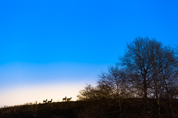 Roes at Edge of Wood / Group of deer at forest edge seen from far away as silhouette in front of bright horizon and blue twilight sky (copy space)