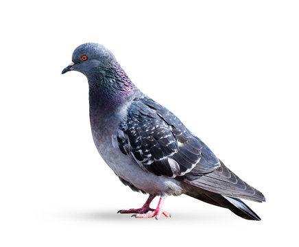 Gray pigeon dove
