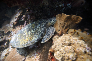 Fototapeta premium underwater - turtle on coral reef