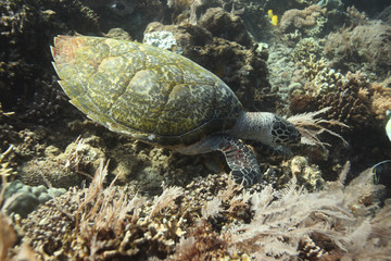 underwater - turtle on coral reef