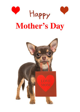Pretty brown chihuahua dog standing and facing the camera holding a gift bag with "love mom" on it and text Happy Mother's Day isolated on a white background
