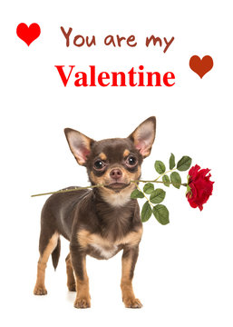 Pretty brown chihuahua dog standing and facing the camera holding a red rose in its mouth isolated on a white background with text You are my Valentine