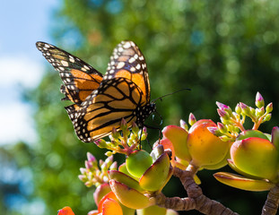 Fototapeta premium Monach Butterfly Sitting on a Jade Plant