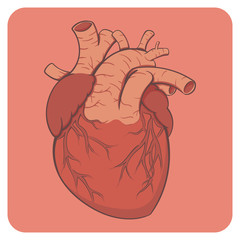 Cartoon style layered vector illustration - bright colored naturalistic human heart.