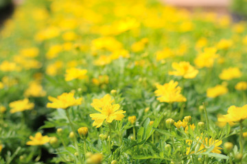 yellow flowers in the meadow. yellow flowers on field defocus background
