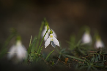 Snowdrop flower blooming in winter