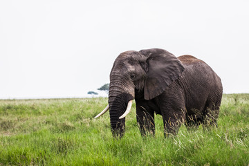 Elephant standing in bush, safari in Serengeti National Park, Tanzania, Africa. Sunny summer day during the dry season.