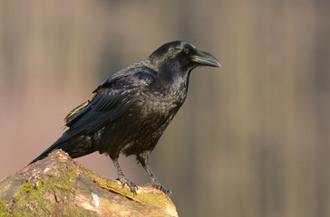 Obraz premium Common Raven (Corvus corax)