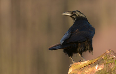 Common Raven (Corvus corax)