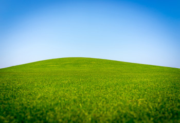 Perfect grass meadow