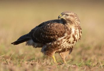 Obraz premium Common buzzard (Buteo buteo)