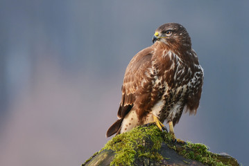 Common buzzard (Buteo buteo)