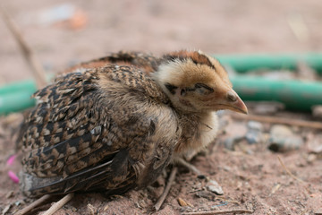 chicken sleeping on ground. Chicken lying on the ground