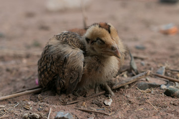 chicken sleeping on ground. Chicken lying on the ground