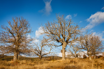 Castaños en invierno. Castanea sativa.