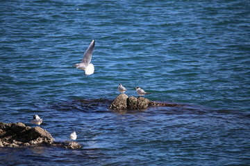 gabbiano tra beccapesci 