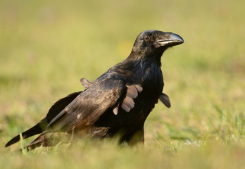 Common Raven (Corvus corax)