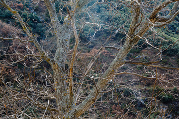 Tronco y ramas de Castaño en invierno. Castanea sativa.