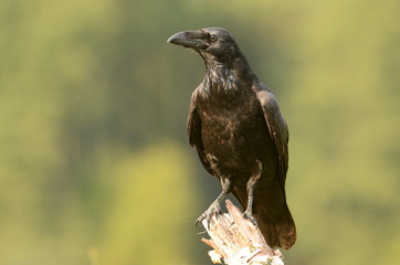 Common Raven (Corvus corax)